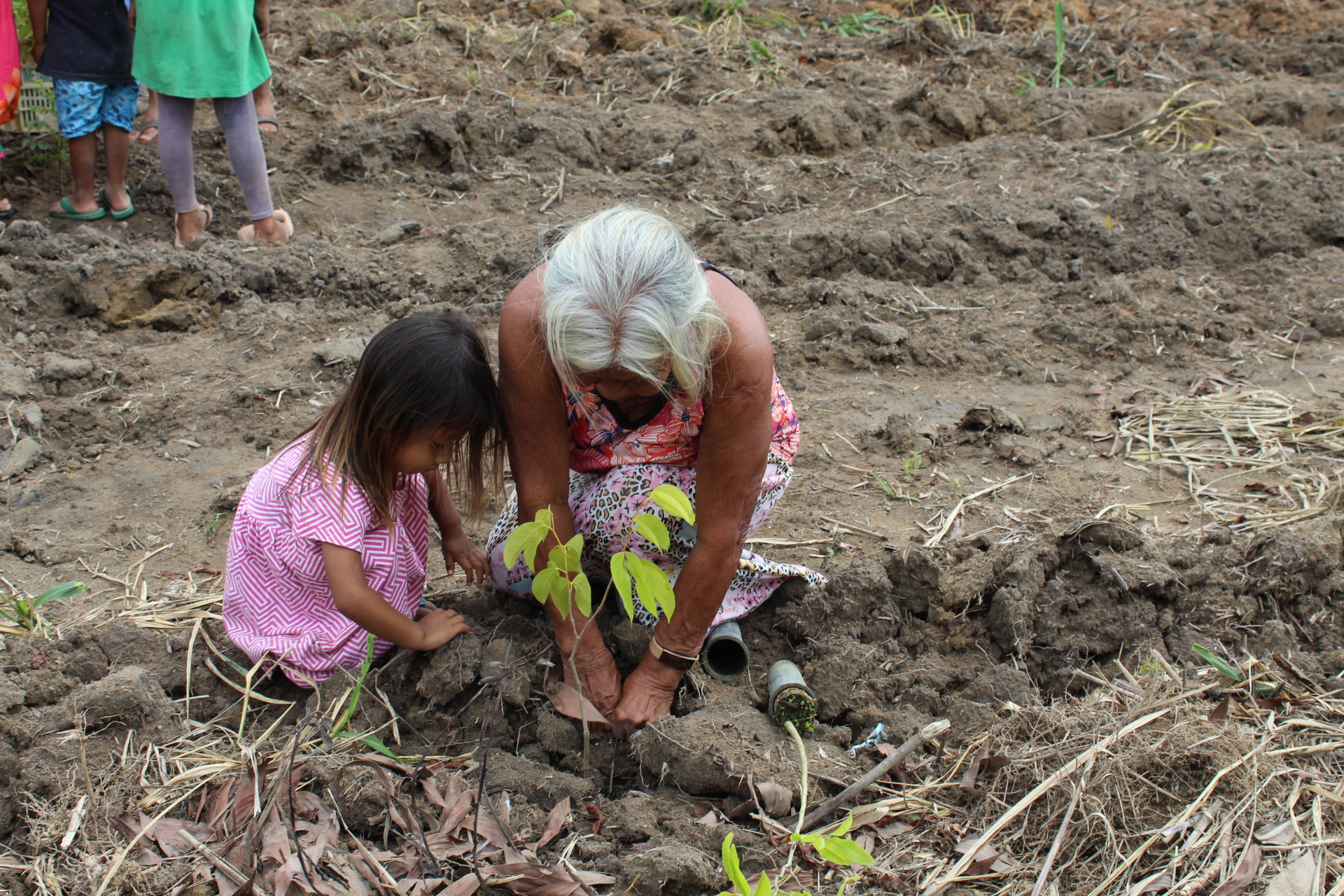 Iniciamos o reflorestamento de 96 hectares de área indígena